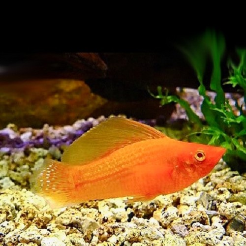 Poecilia velifera gold - Golden sailfin molly M