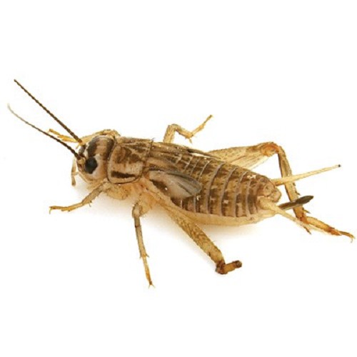 House cricket size 8 in box