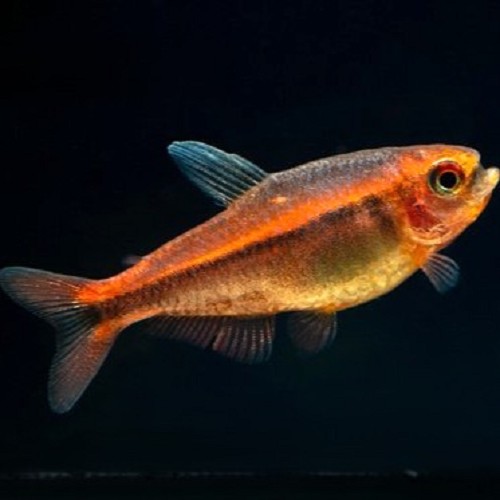 Hyphessobrycon myrmex