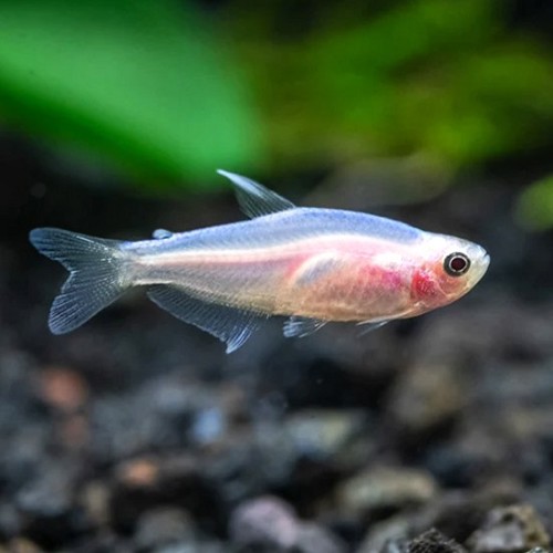 Inpaichthys keeri pink gold