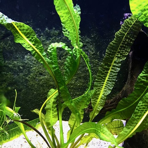 Aponegeton boivinianus bulbs