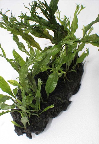 Microsorium crisped leaves driftwood M