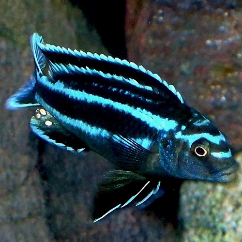Melanochromis Johannii 4-5 cm