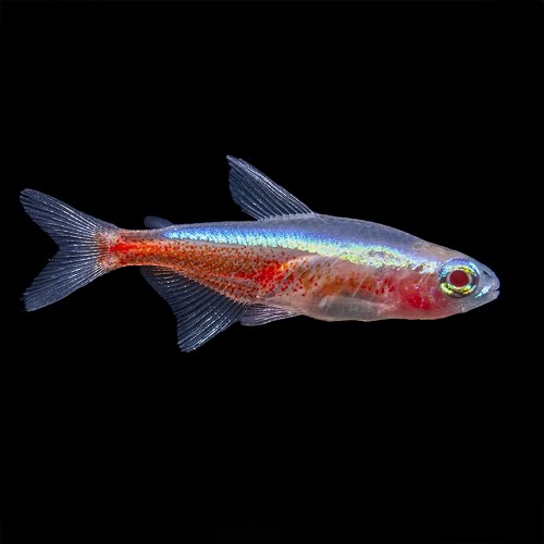 Paracheirodon axelrodi - Cardinal tetra albino (captive bred)