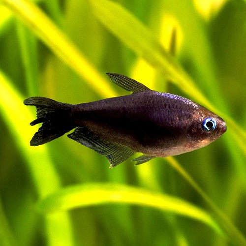 Nematobrycon palmeri black - Emperor tetra black L
