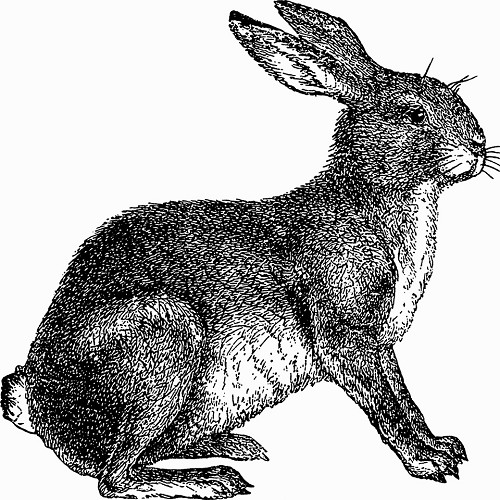 Diepvries Konijn > 1000 gram