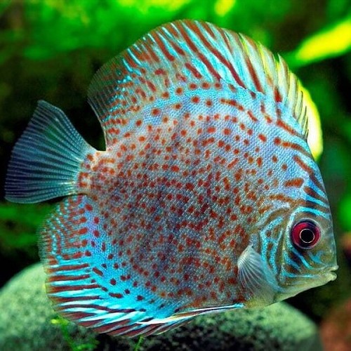 Symphysodon aequifasciatus - Discus leopard 8-9 cm