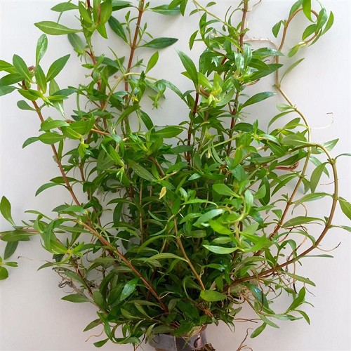Ludwigia arcuata