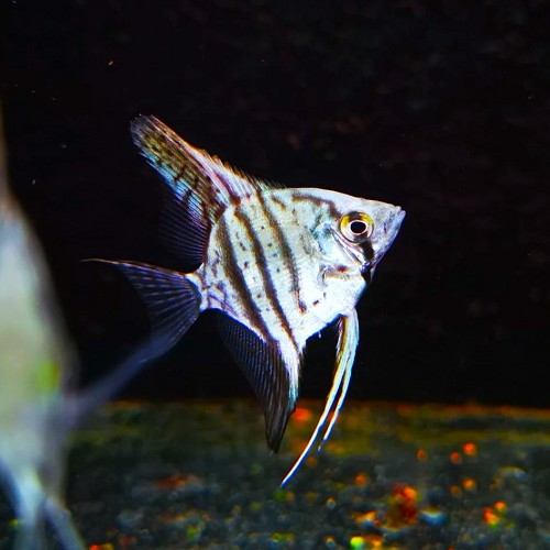 Pterophyllum scalare - Angelfish blue sapphire