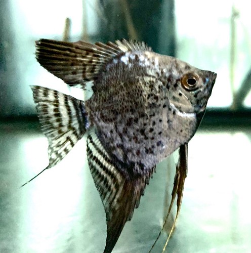 Pterophyllum scalare - Angelfish leopard M