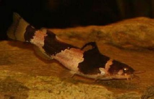 Microglanis iheringi M