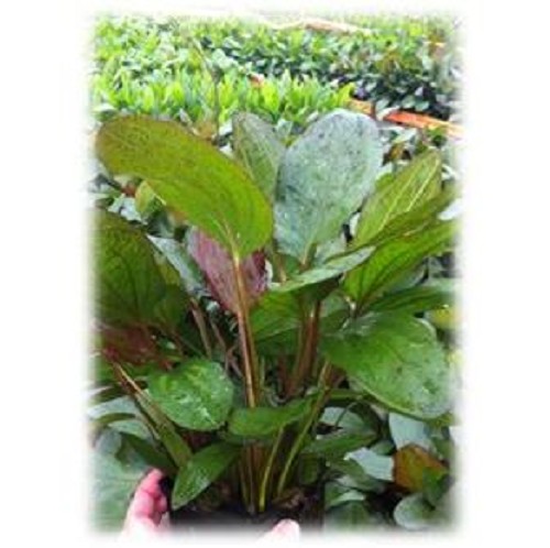 Echinodorus mother plant mix