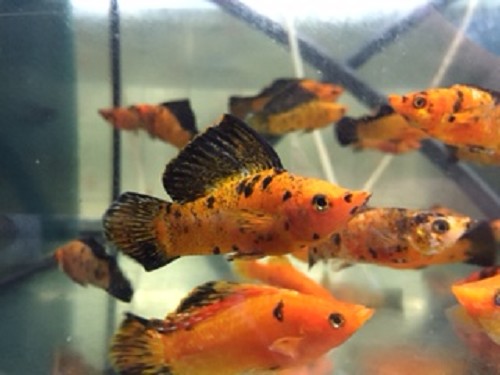 P.velifera Hoogvinkarper  Red leopard ML