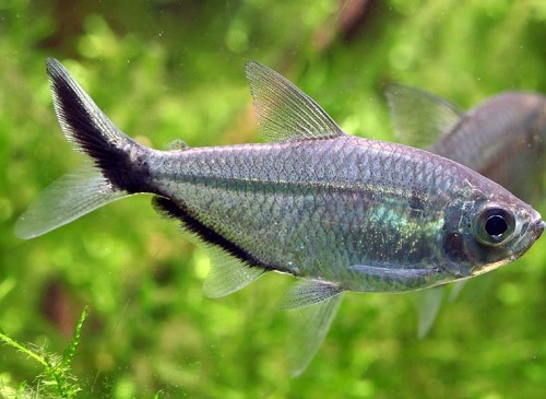 Moenkausia sanctaefilomenae - Red eye tetra