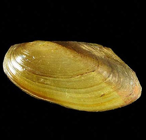 Pilsbryoconcha exilis