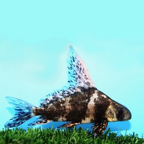 Myxocyprinus asiaticus - Chinese sucker SM