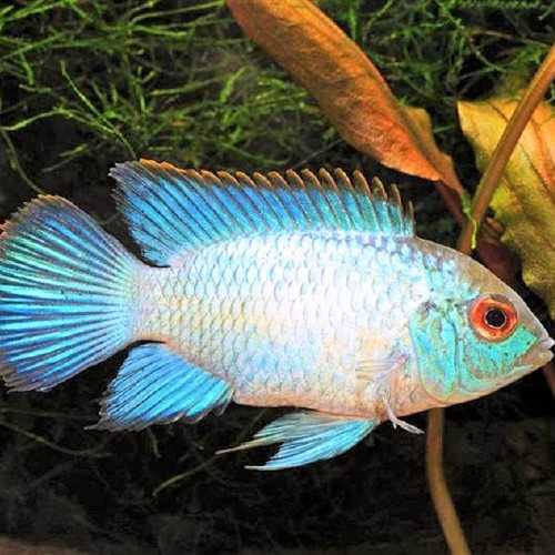 Nannacara anomala super blue - Golden eyed dwarf cichlid super blue