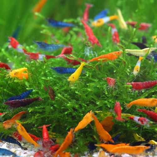 Neocaridina sp.- shrimp mix