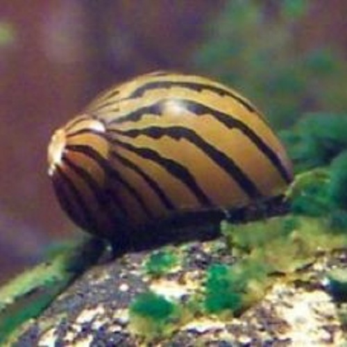 Neritina reclivata - Zebra snail (1.3 - 2.5 cm)
