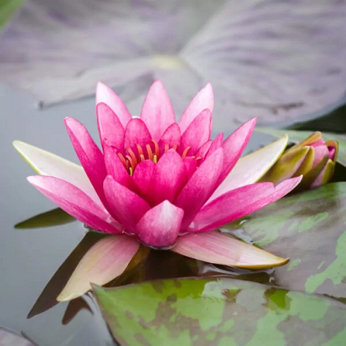 Nymphaea - Pygmaea Rubra