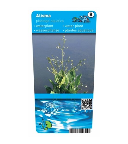 Alisma plantago - Aquatica