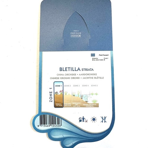 Bletilla striata - China orchidee