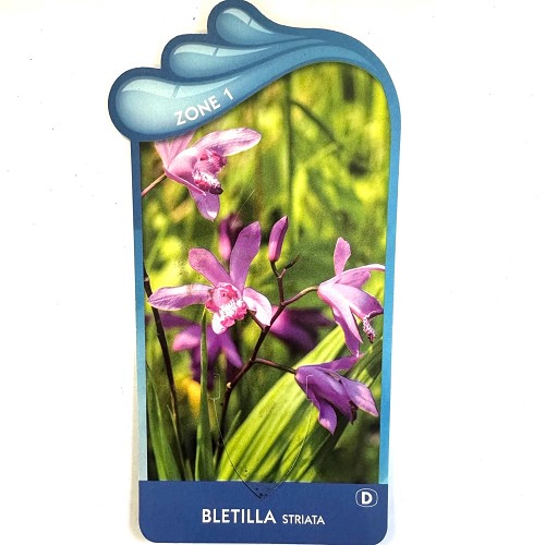 Bletilla striata - China orchidee