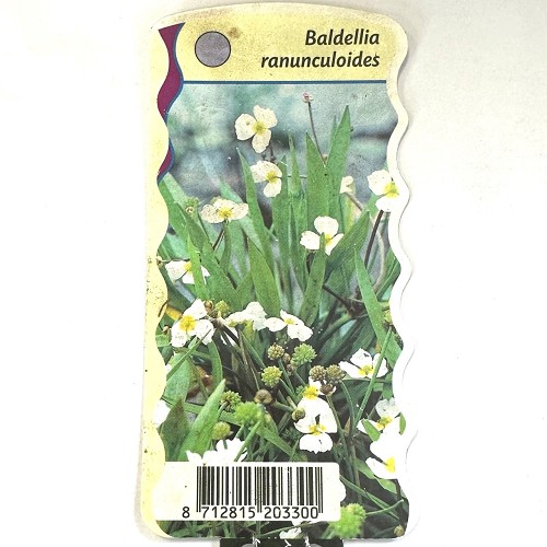 Baldellia ranunculoides