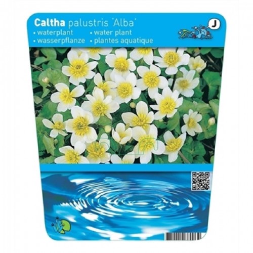Caltha palustris - Var. Alba