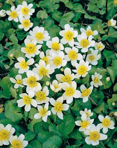 Caltha palustris - Var. Alba