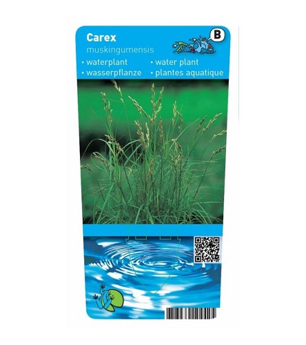 Carex muskengumensis
