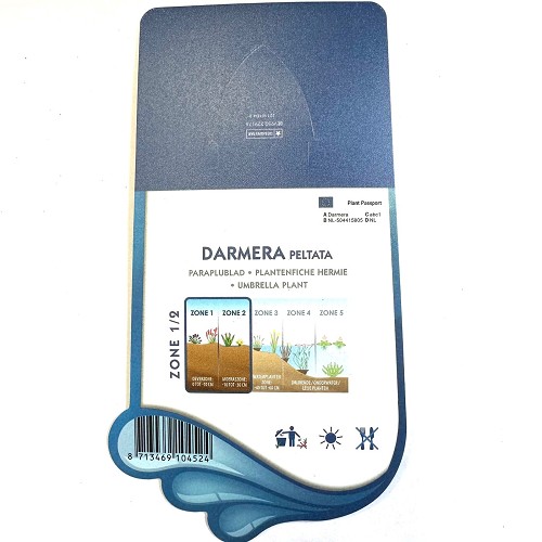 Darmera peltata- Paraplublad