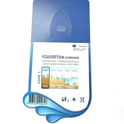 Equisetum scirpoides- Dwergholpijp