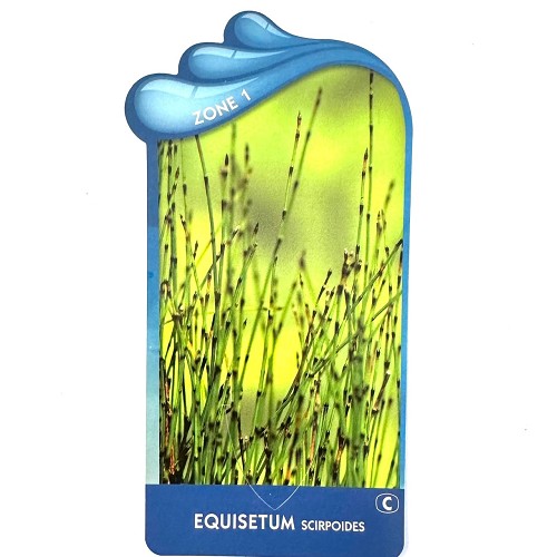 Equisetum scirpoides- Dwergholpijp