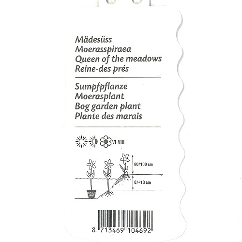 Filipendula ulmaria-Moerasspiraea