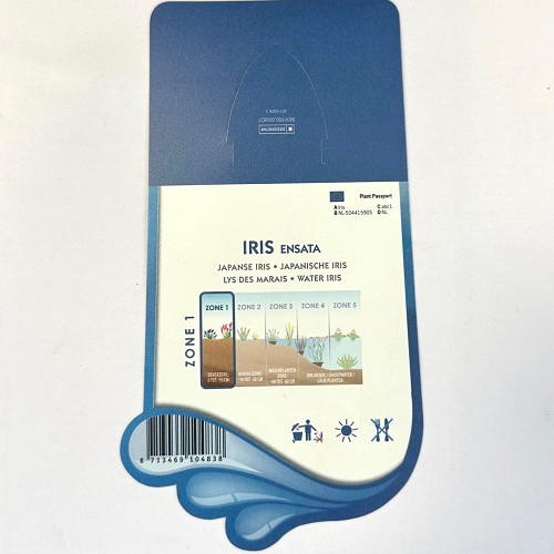 Iris ensata-Japanse iris