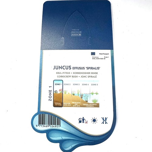 Juncus effusus spiralis - Krul pitrus