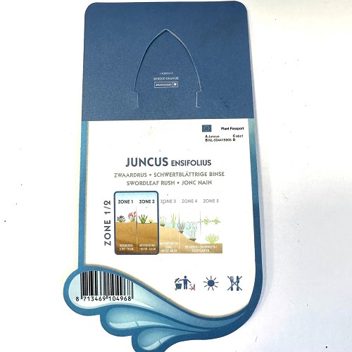 Juncus ensifolius - Zwaardrus