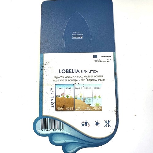 Lobelia sipholitica-Blauwe lobelia