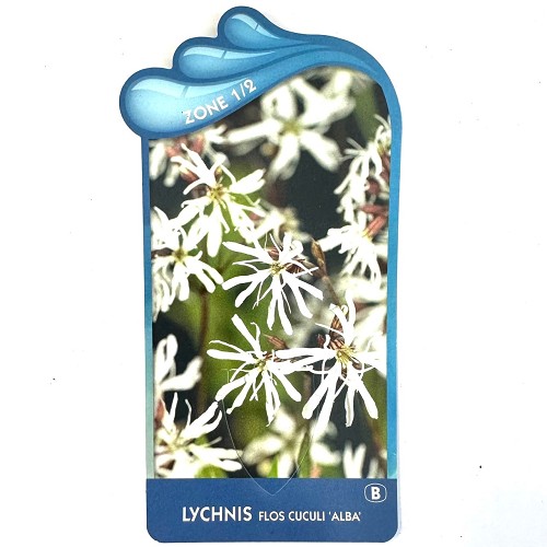 Lychnis flos cuculi 'alba'- Echte koekoe