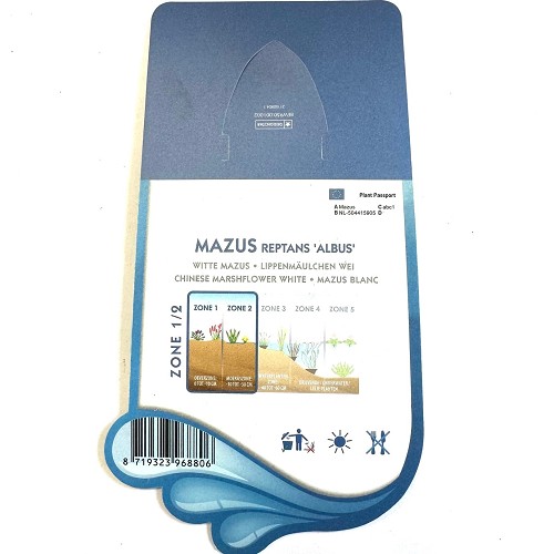 Mazus reptans álbus'-Witte mazus