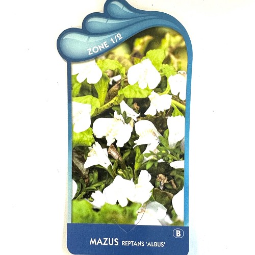 Mazus reptans álbus'-Witte mazus