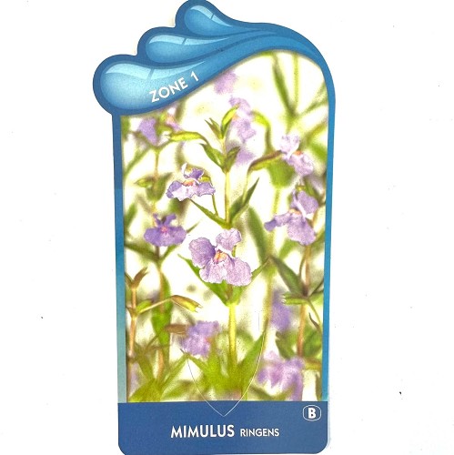 Mimulus ringens - Blauwe maskerbloem