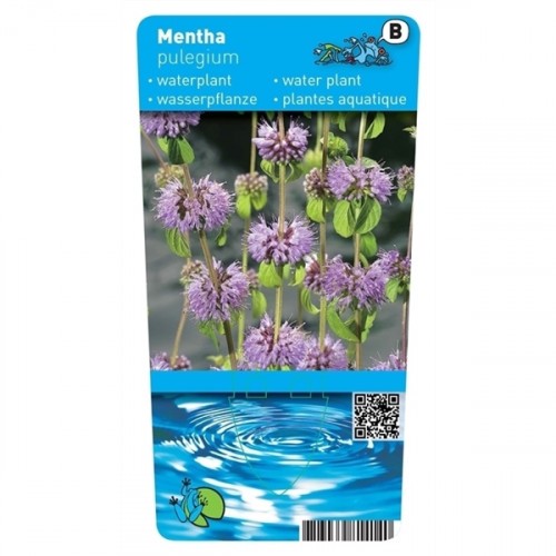 Mentha pulegium