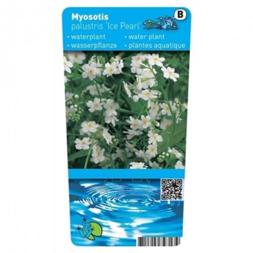 Myosotis palustris 'Ice pearl'