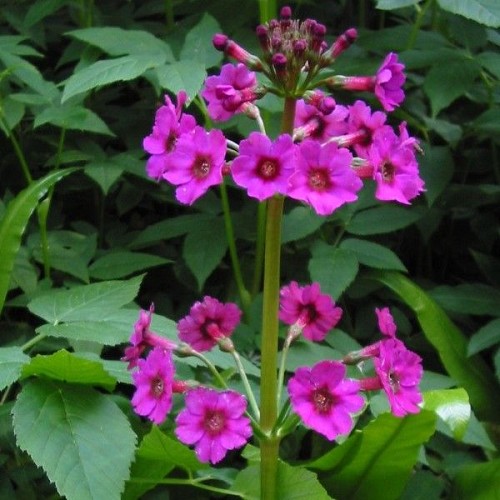 Primula japonica