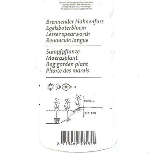 Ranunculus flammula- Egelsboterbloem