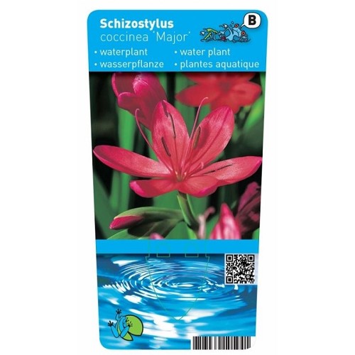 Schizostylis coccinea - Major