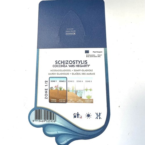 Schizostylis coccinea 'Mrs Hegarty'Moera