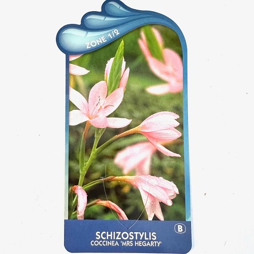 Schizostylis coccinea 'Mrs Hegarty'Moera